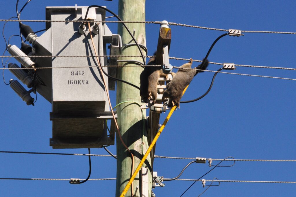 Possum on overhead power lines near protective line guards showing wildlife electrocution risk